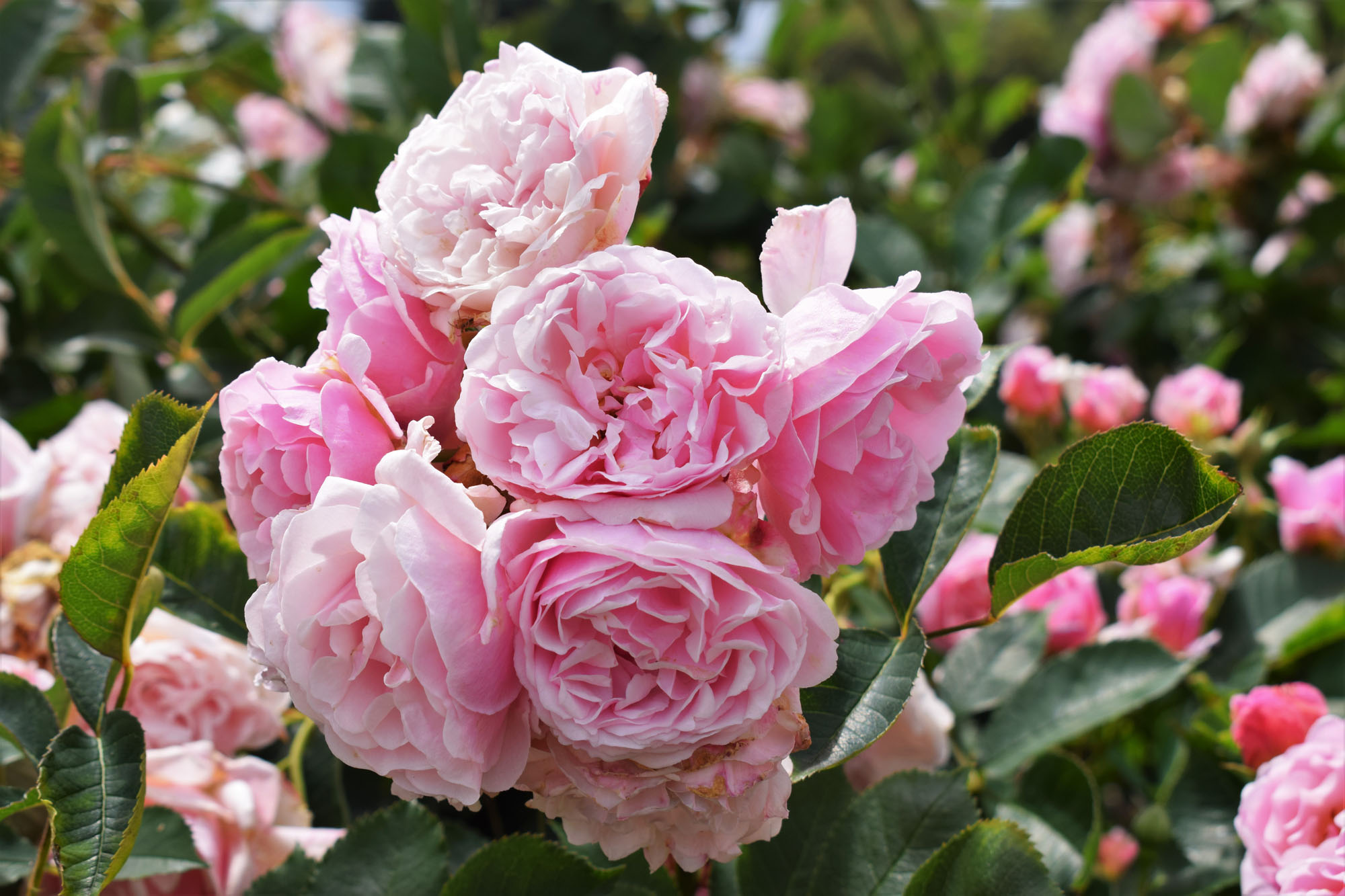 In pictures Kew's Rose Garden in bloom Kew